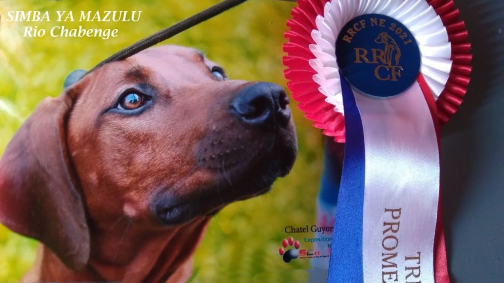 Simba ya Mazulu - N.E Rhodesian Ridgeback_Chatel Guyon 31/07/2021