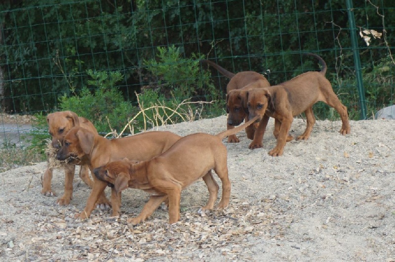 Simba ya Mazulu - Rhodesian Ridgeback - Portée née le 17/04/2015