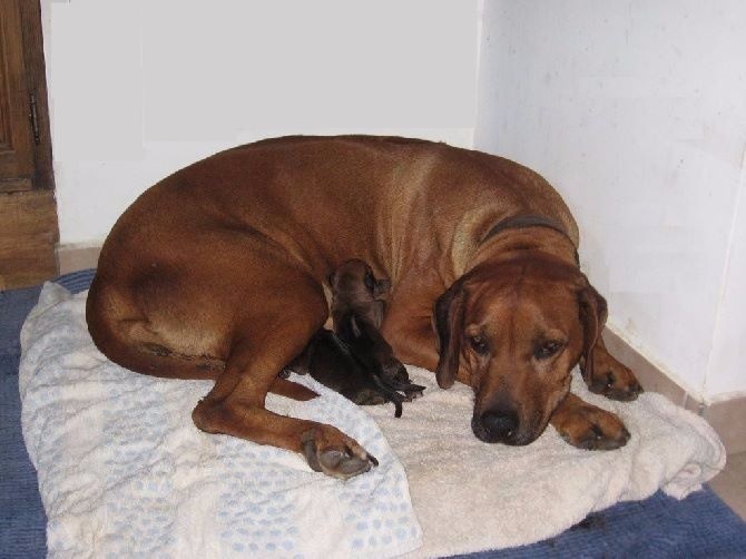 Simba ya Mazulu - Rhodesian Ridgeback - Portée née le 31/08/2009